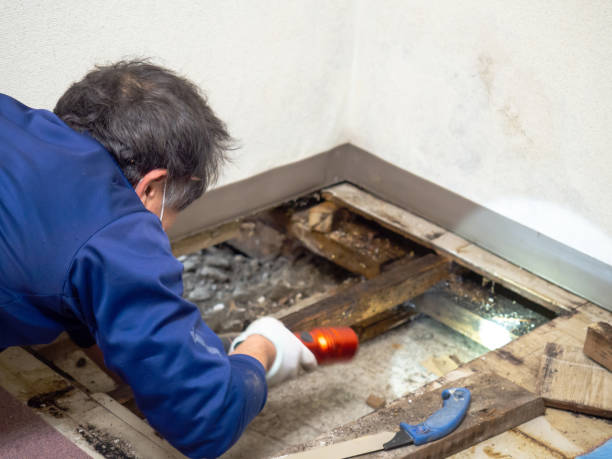 Best Commercial Mold Remediation in Double Springs, AL