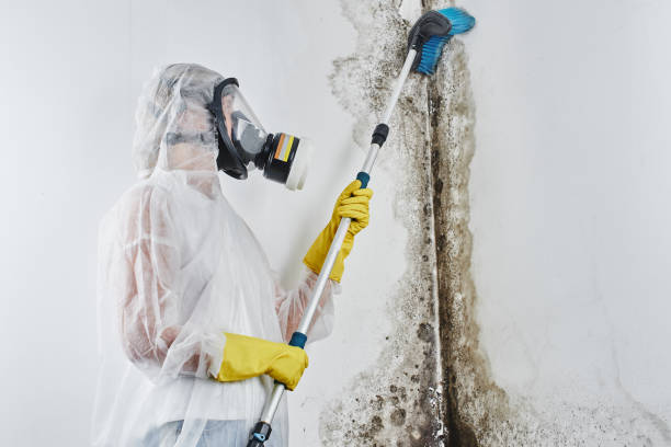Best DIY Mold Remediation Support Services in Double Springs, AL