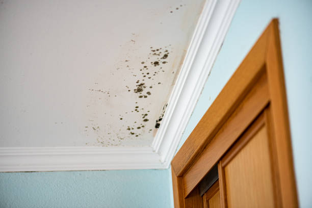 Best Post-Flood Mold Remediation in Double Springs, AL