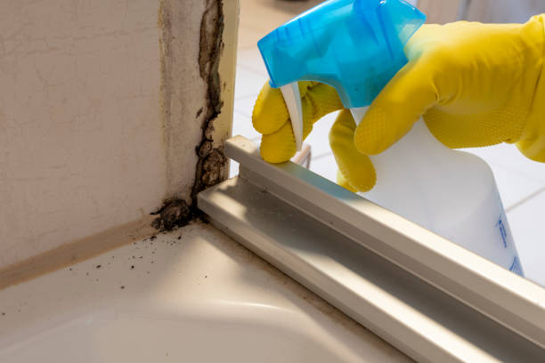 Best Mold Remediation for Specific Building Types in Double Springs, AL