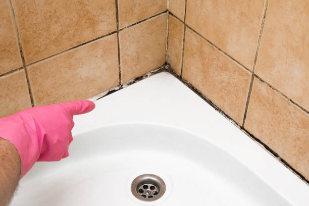 Professional Mold Remediation in Double Springs, AL