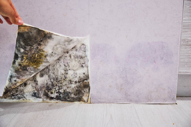 Best Residential Mold Remediation in Double Springs, AL